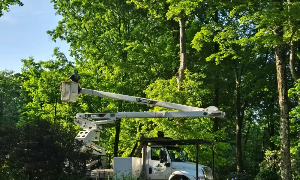 TREE-REMOVAL